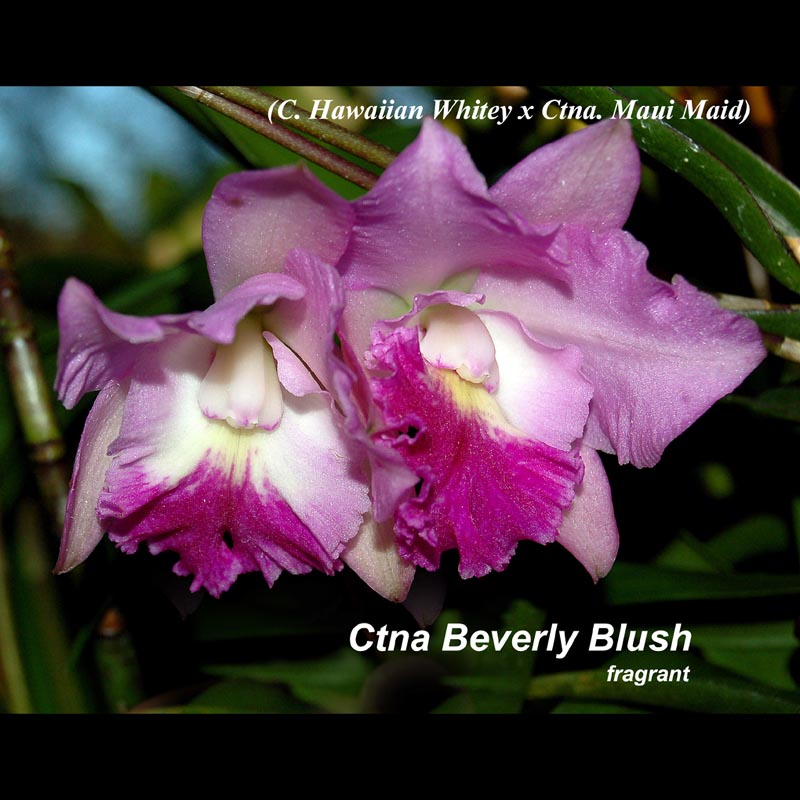 Ctma. Beverley's Blush 4"